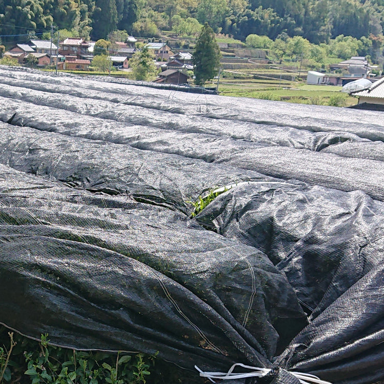 原口俊時 星野かぶせ茶 THK-15