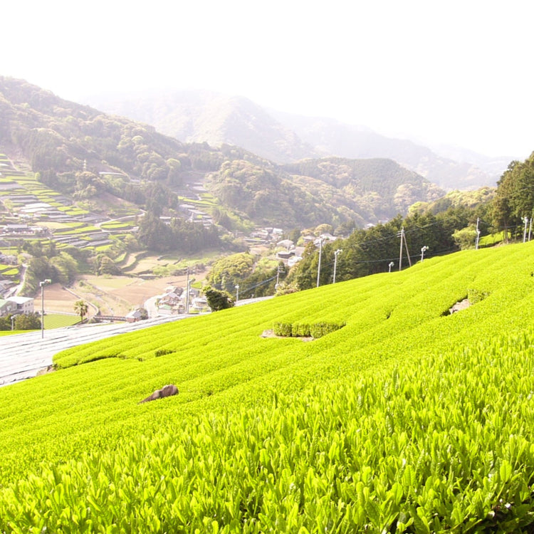 嬉野玉緑茶TBあららぎ3g*8