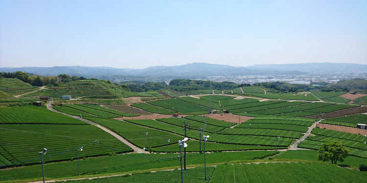 八女煎茶 AY-10A 【ゆうパケット】