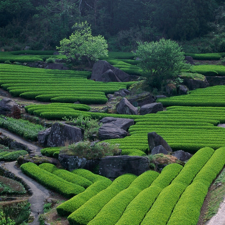 嬉野玉緑茶TBあららぎ3g*8