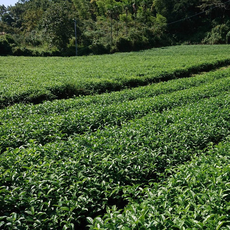 原口俊時 星野かぶせ茶 THK-15