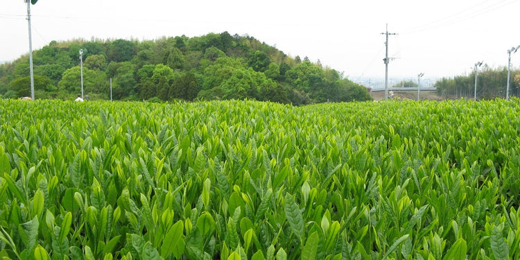 八女新茶 F-20