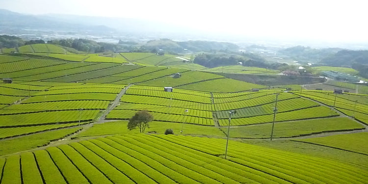 八女茶 蔵出し煎茶 Ｎｏ100 【ゆうパケット】